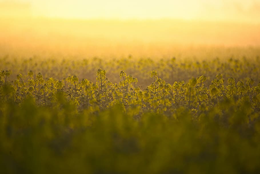 bed of flowers, oilseed rape, field, yellow, landscape, nature, HD wallpaper
