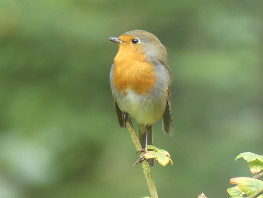 robin, bird, forest, animal themes, vertebrate, one animal HD wallpaper