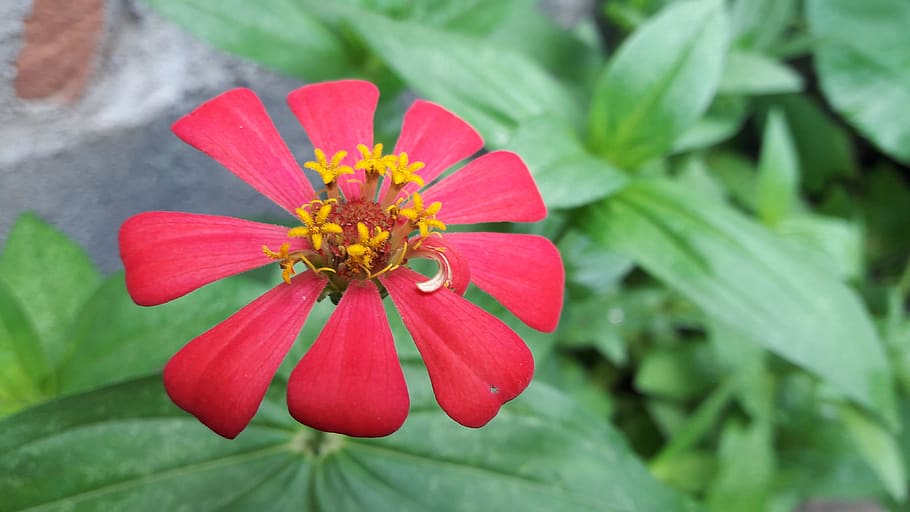 flower, plant, flowering plant, beauty in nature, freshness HD wallpaper