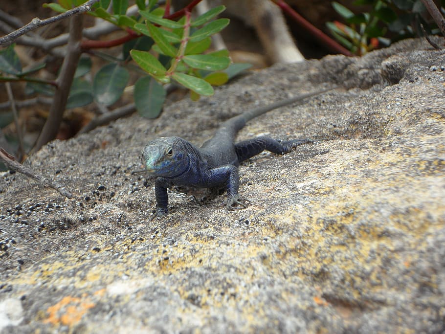 Lizard, Endemic, Cabrera, Reptile, animal, creature, animal world HD wallpaper