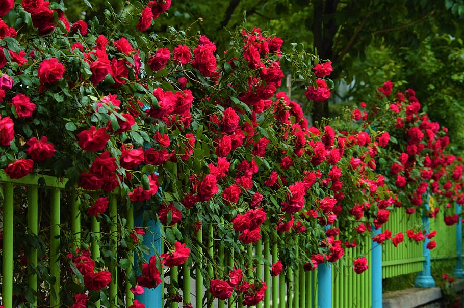 fence, rose, nature, plants, flowering plant, growth, beauty in nature HD wallpaper