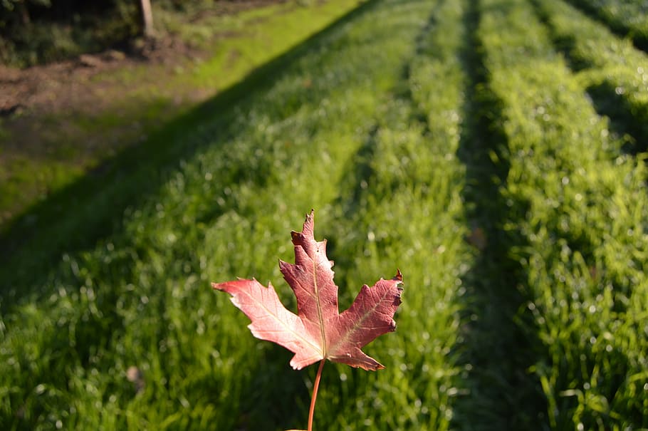 sheet, red, grass, green, autumn leaves, nature, red leaves HD wallpaper