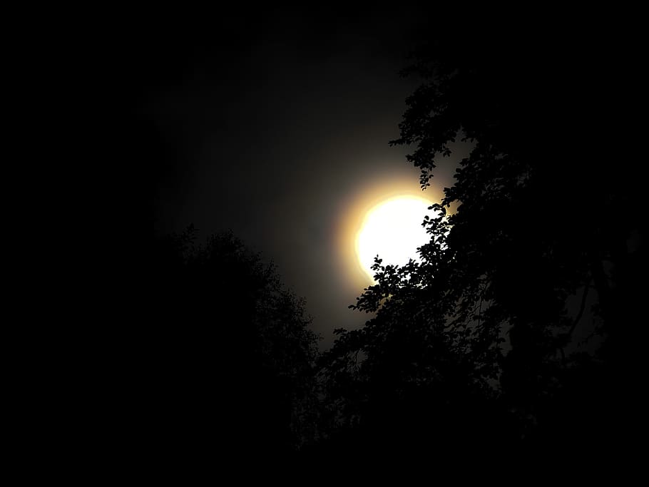 sun, dark, trees, plant, silhouette, sky, beauty in nature HD wallpaper