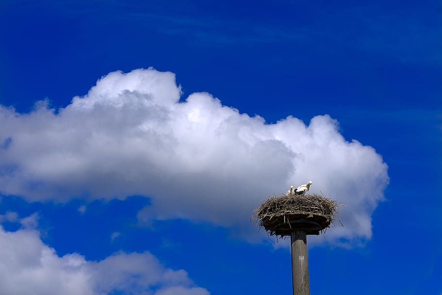Stork, Bird, Animal, storchennest, nature, sky, clouds, blue, HD wallpaper