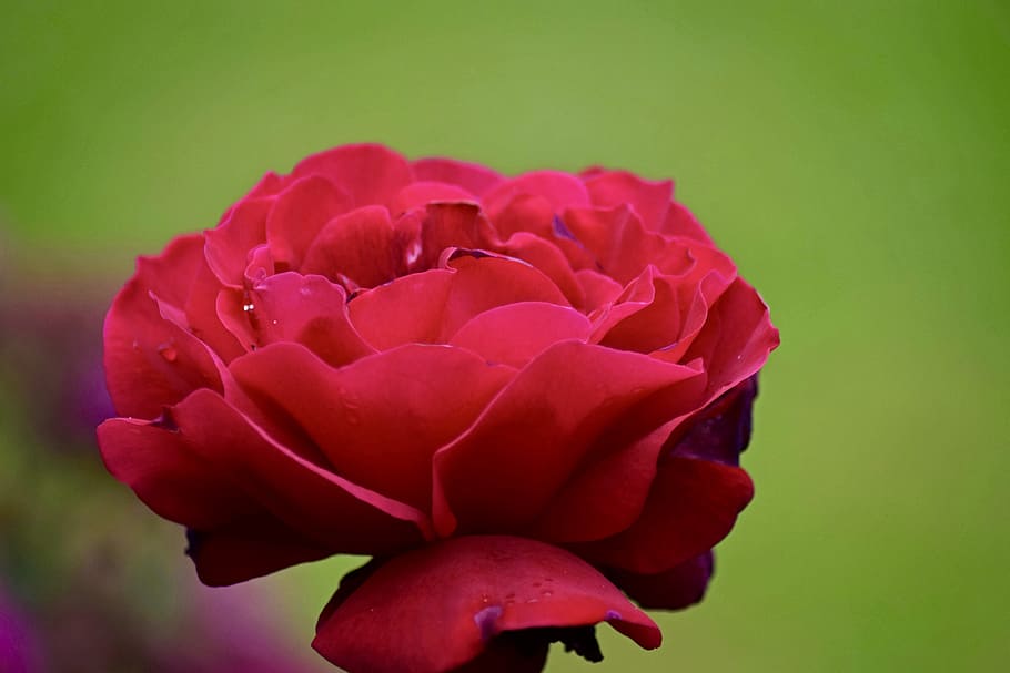 rose bloom, red, red rose, flower, flowering plant, beauty in nature HD wallpaper