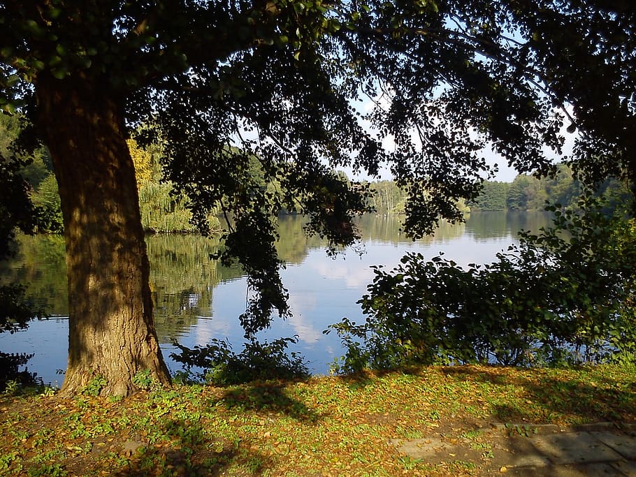 water, climatically, landscape, nature, pond, lake, tree, plant HD wallpaper