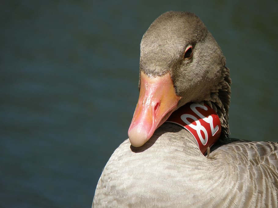 goose, ring, head, detail, bird, beak, animal themes, animals in the wild HD wallpaper