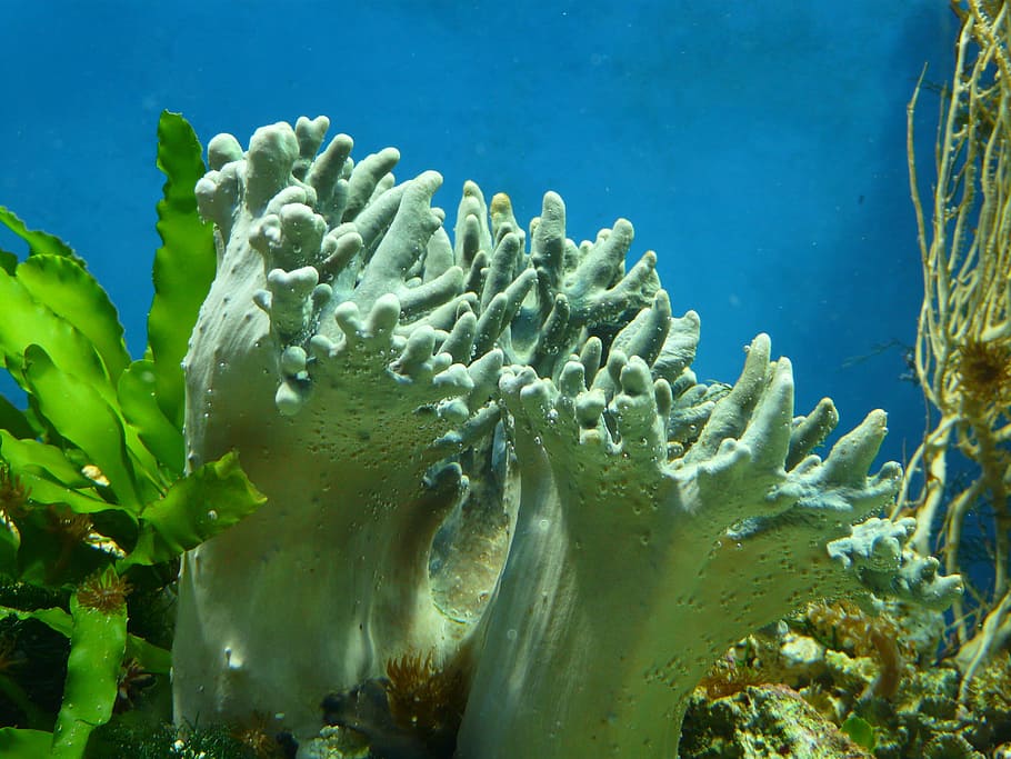 Aquarium, Coral, Water, Colorful, soft corals, alcyonacea, anthozoa, HD wallpaper