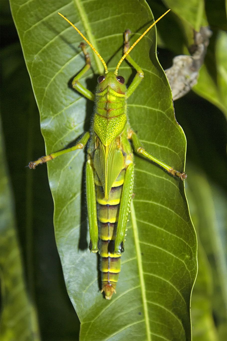grasshopper, night, sheet sleeve, insect, nature, animal, wildlife HD wallpaper