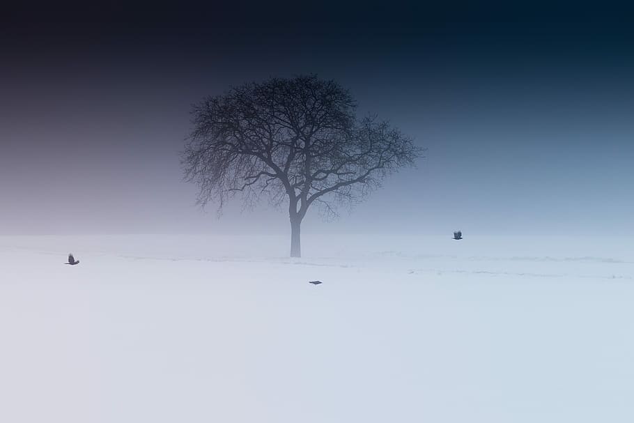 snow covered lone tree, green leafed tree on snowfield, bird HD wallpaper