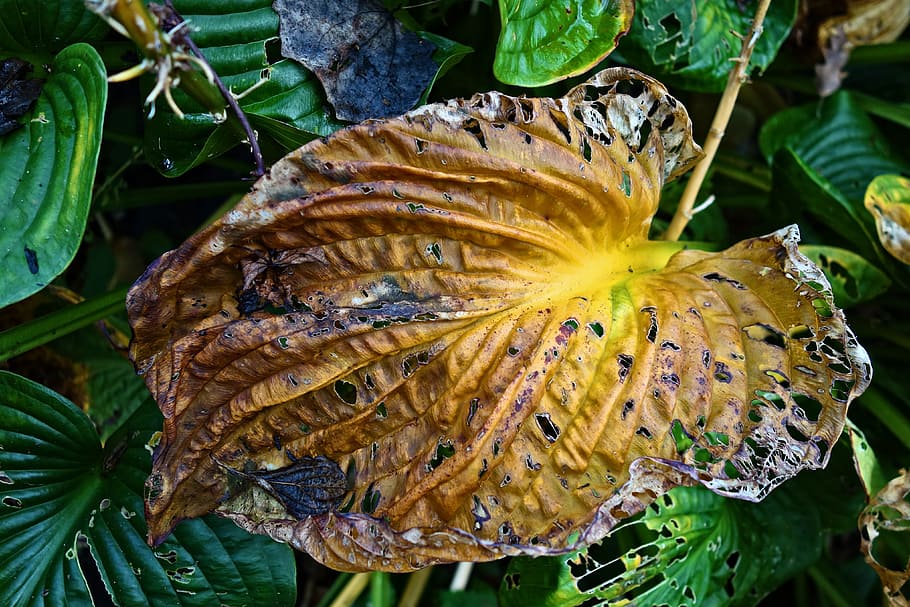 hosta, leaf, plant, wither, decay, autumn, autumn color, yellow HD wallpaper