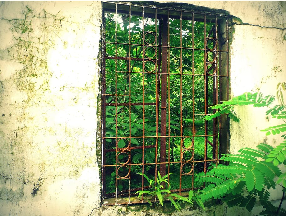 Window, Wood, Facade, green, behind, wall, nature, green color HD wallpaper