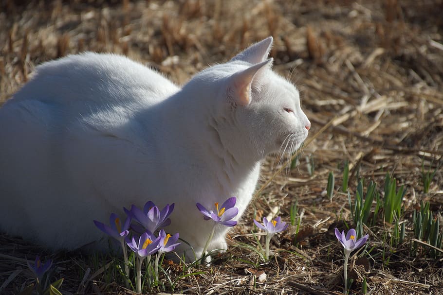 cat, crocus, spring, sun, pets, animal, domestic Cat, cute HD wallpaper