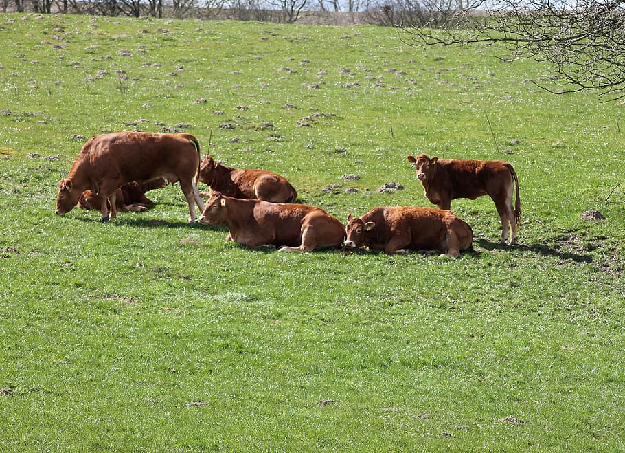 run, cattle, mark, cows, natural, eng, expensive, farm, grass HD wallpaper