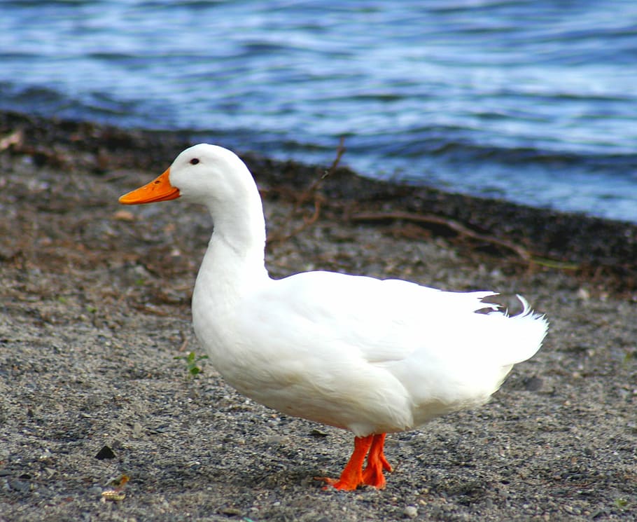 goose, birds, white, animal themes, animals in the wild, vertebrate HD wallpaper