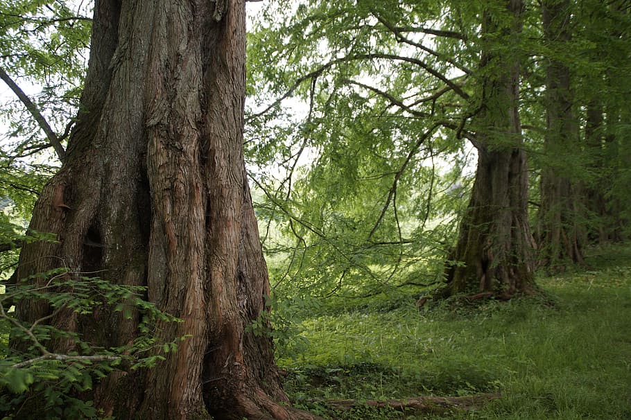 green leafed trees at daytime, sequoia, avenue, bark, old, mainau HD wallpaper