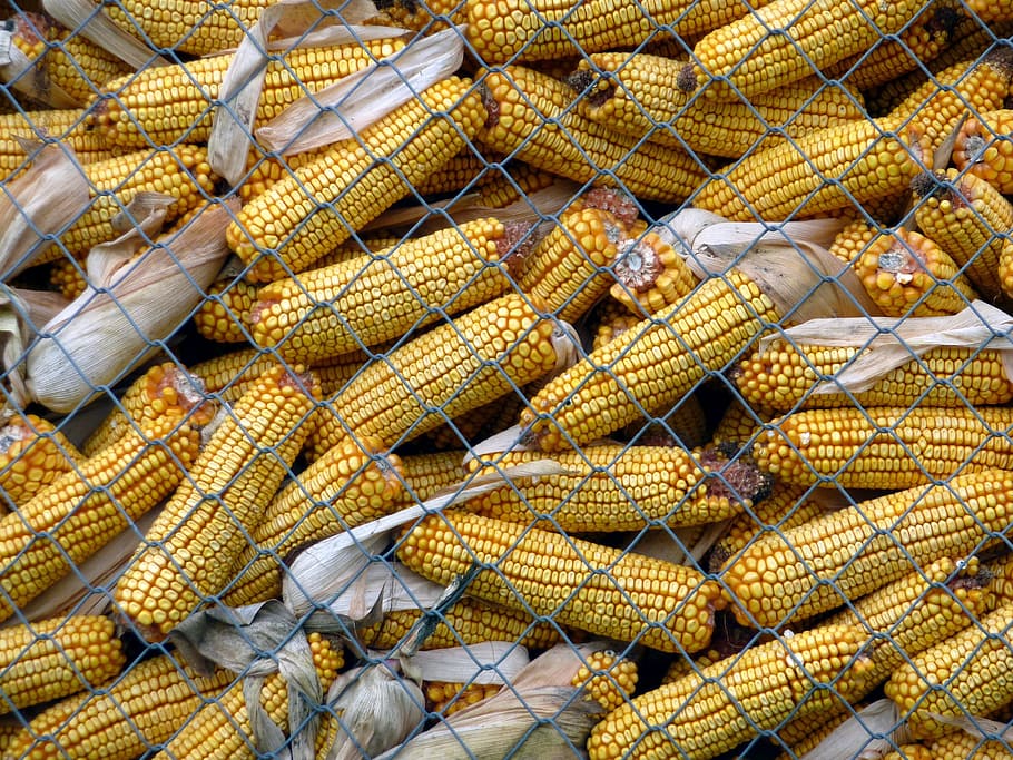Corn, Field, Nature, Cereals, agriculture, france, food, yellow HD wallpaper