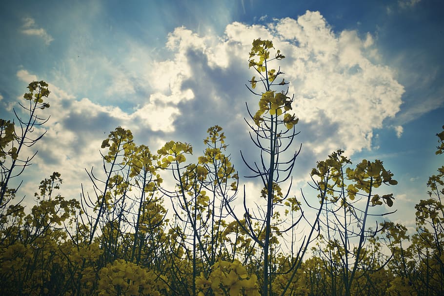 Rape, Field, Landscape, Clouds, summer, nature, sky, heaven HD wallpaper