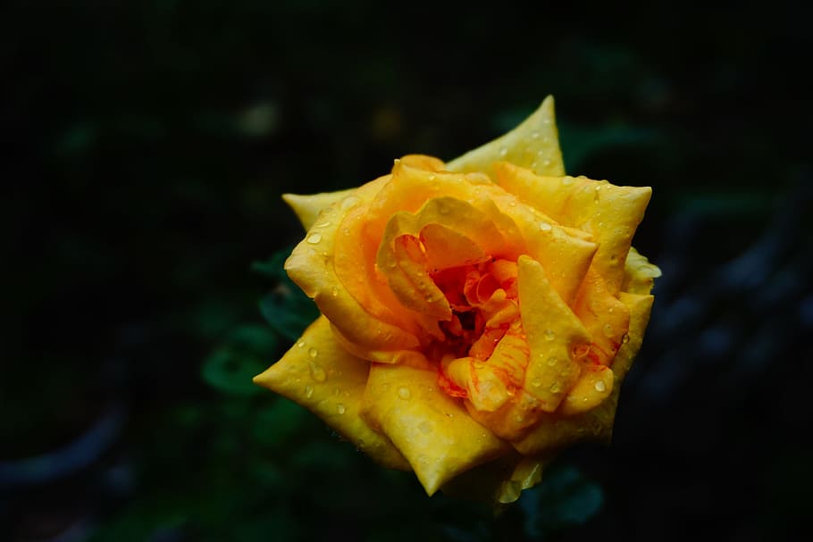 yellow, flower, plant, close-up, beauty in nature, flowering plant HD wallpaper