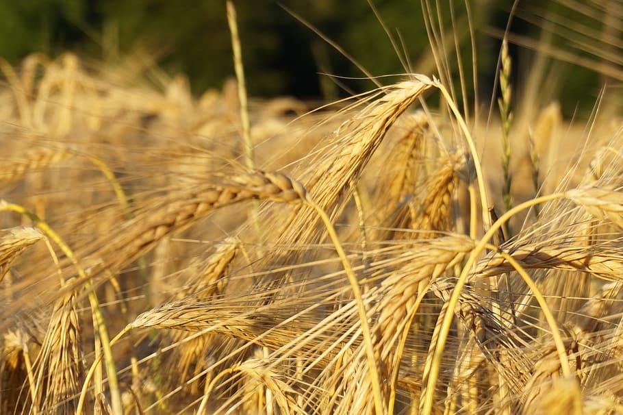 summer, cornfield, nature, grain fields, mature, agriculture HD wallpaper