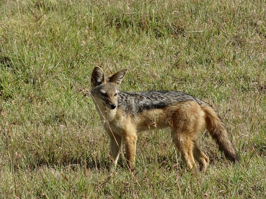 red fox on green grass, jackal, savannah, hunting, animal themes, HD wallpaper