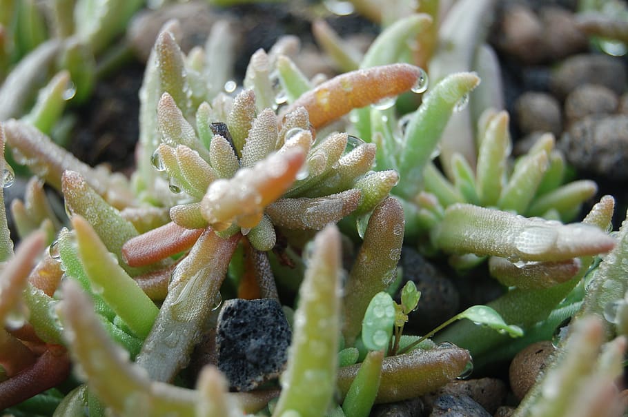 succulent plant, drops, selective focus, no people, close-up HD wallpaper