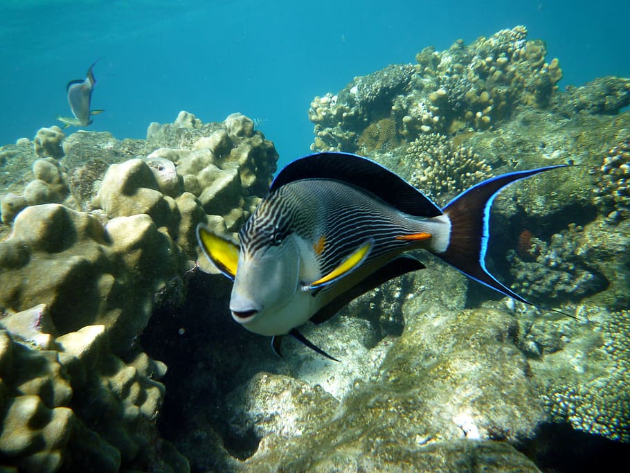 underwater photo of black and gray pet fish, egypt, diving, marsa alam, HD wallpaper