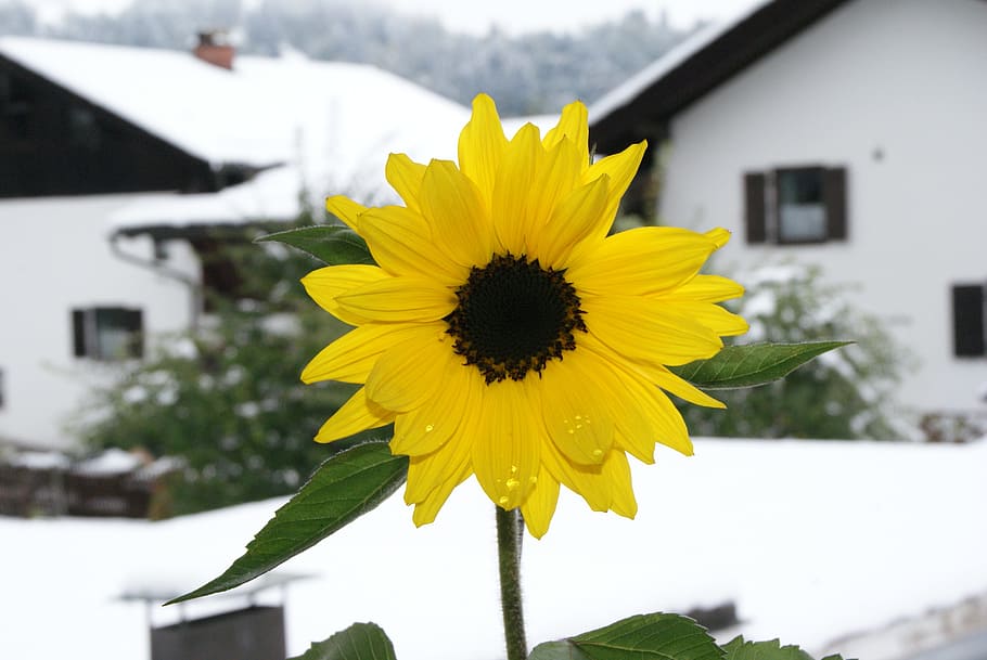 Sun Flower, Blossom, Bloom, yellow, white, flower in snow, autumn, HD wallpaper