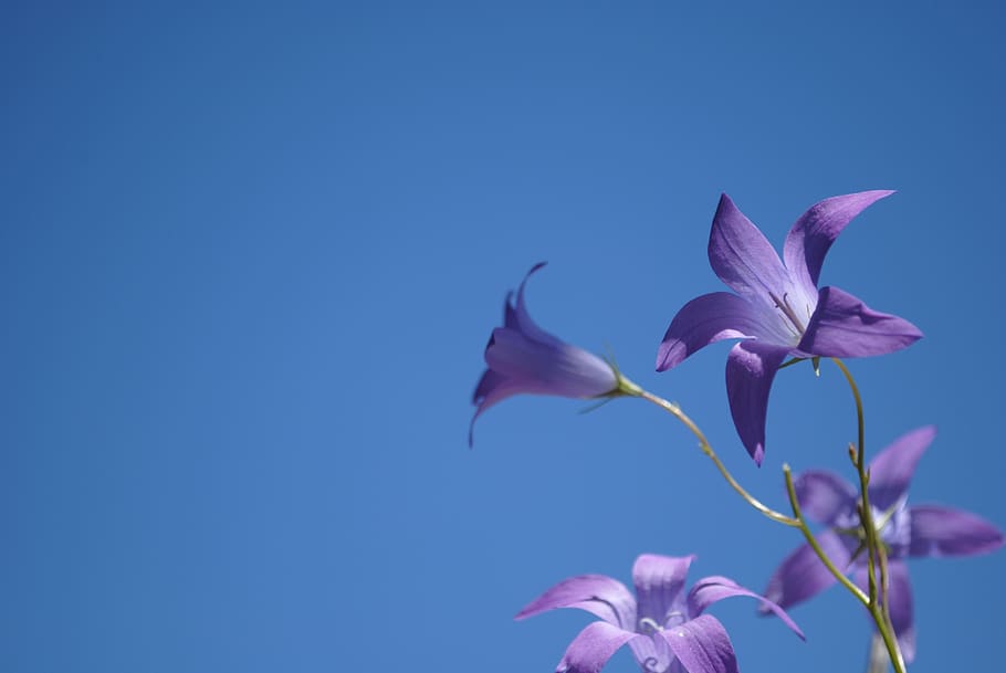 HD wallpaper: sky, blue, bell, flower, background, blue sky, summer, flowers  | Wallpaper Flare
