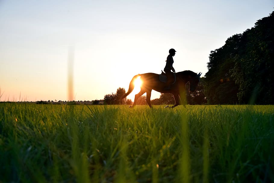 silhouette of person riding on horse on grass field during sunset