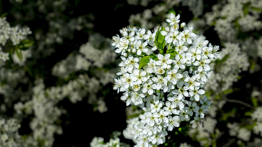 Tree, Fruit, kvetinky, flower, plant, nature, white color, no people HD wallpaper