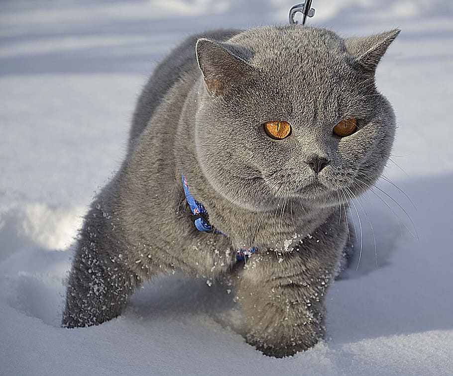 gray cat on snow, british, winter, cold temperature, animal HD wallpaper