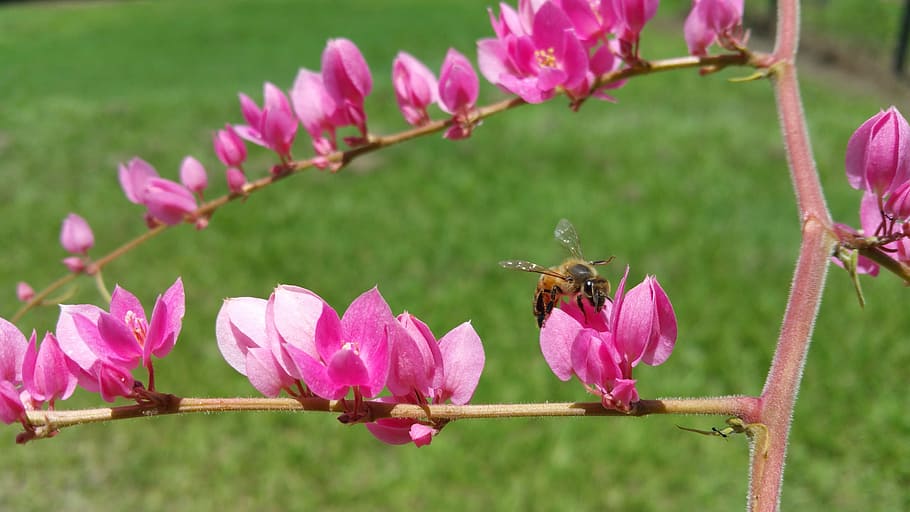 killer bee, insect, pink, flower, worker, flowering plant, animal themes HD wallpaper