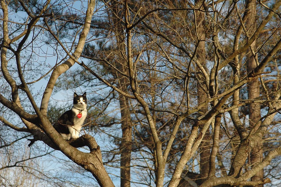 cat, tree, pet, outside, nature, feline, cute cat, animal, bird HD wallpaper