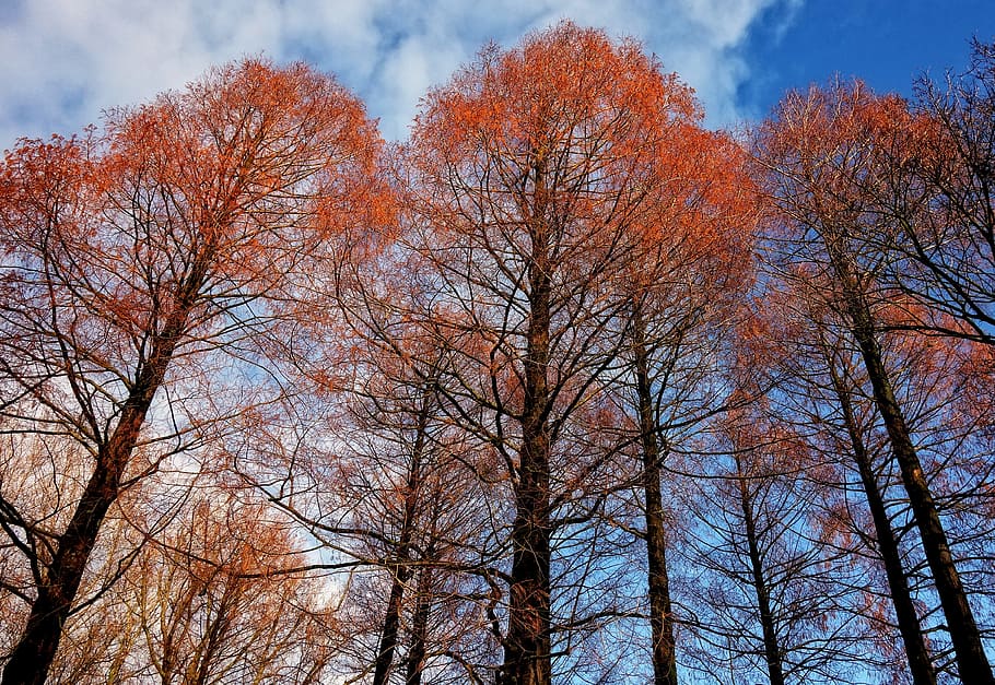 tree tops, trees, pine trees, autumn trees, tall, straight HD wallpaper