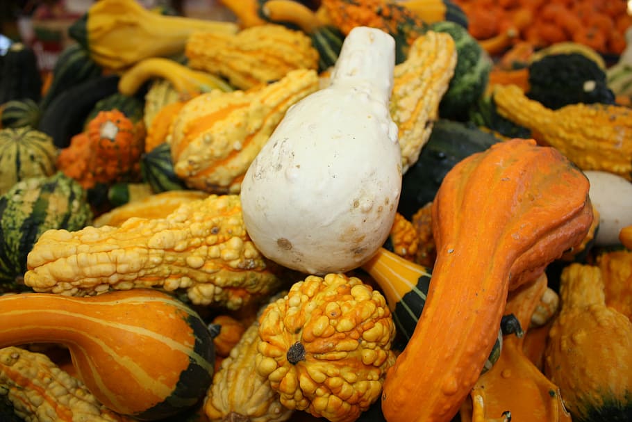 pumpkin, autumn, vegetables, squash - Vegetable, gourd, agriculture HD wallpaper