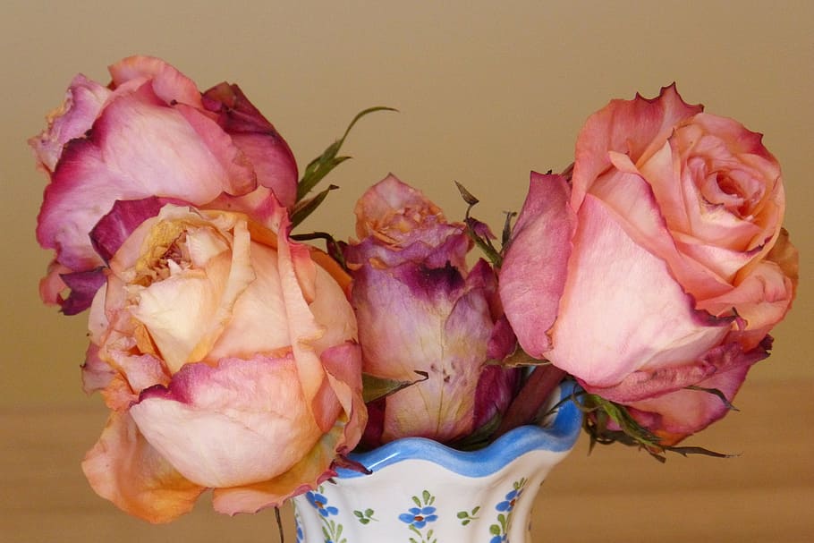 roses, vase, flower vase, flowered, withered, freshness, pink color, HD wallpaper