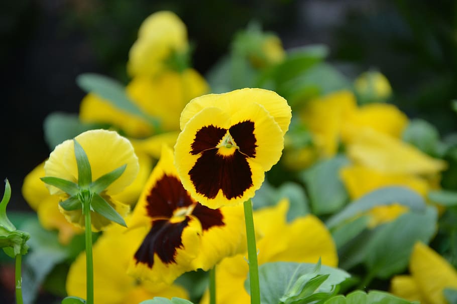 flower, thinking, yellow, green, nature, garden, parterre, flower thought HD wallpaper