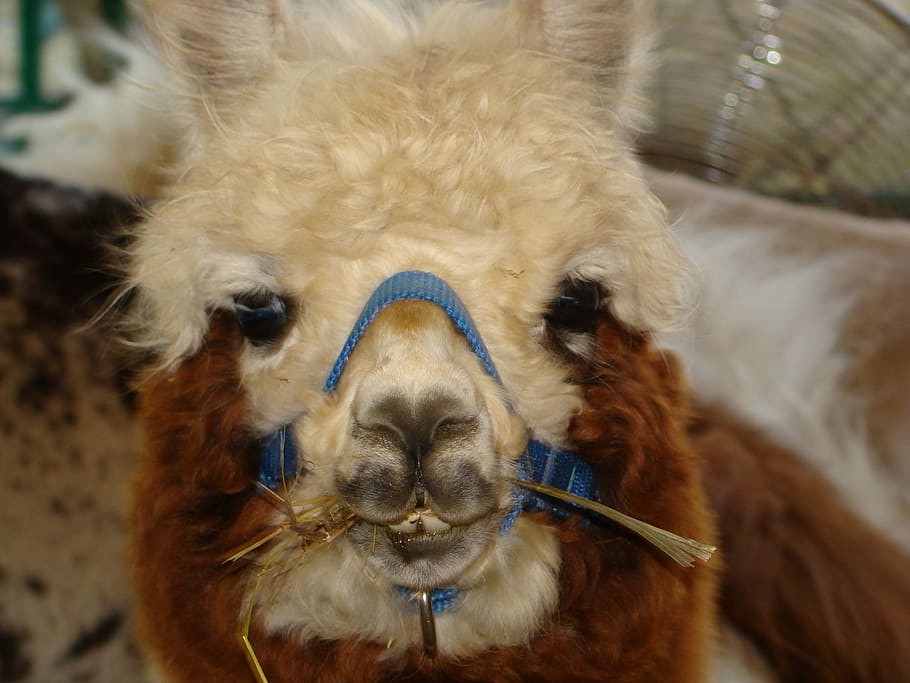 llama, face, alpaca, fur, cute, head, mammal, animal, tame HD wallpaper