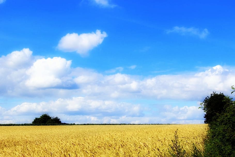 summer, cornfield, nature, agriculture, sky, landscape, cereals HD wallpaper