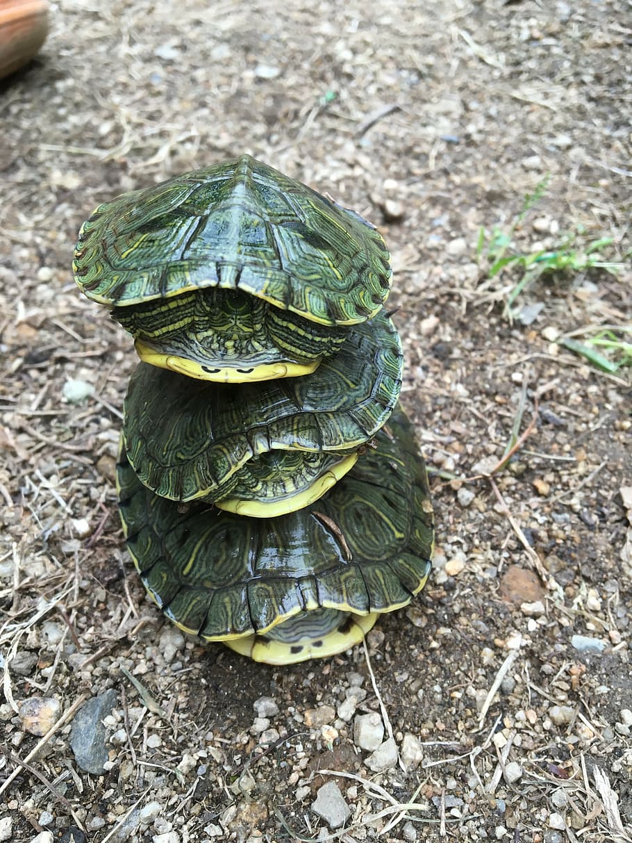 turtle, surprised, animal themes, reptile, one animal, animal wildlife HD wallpaper