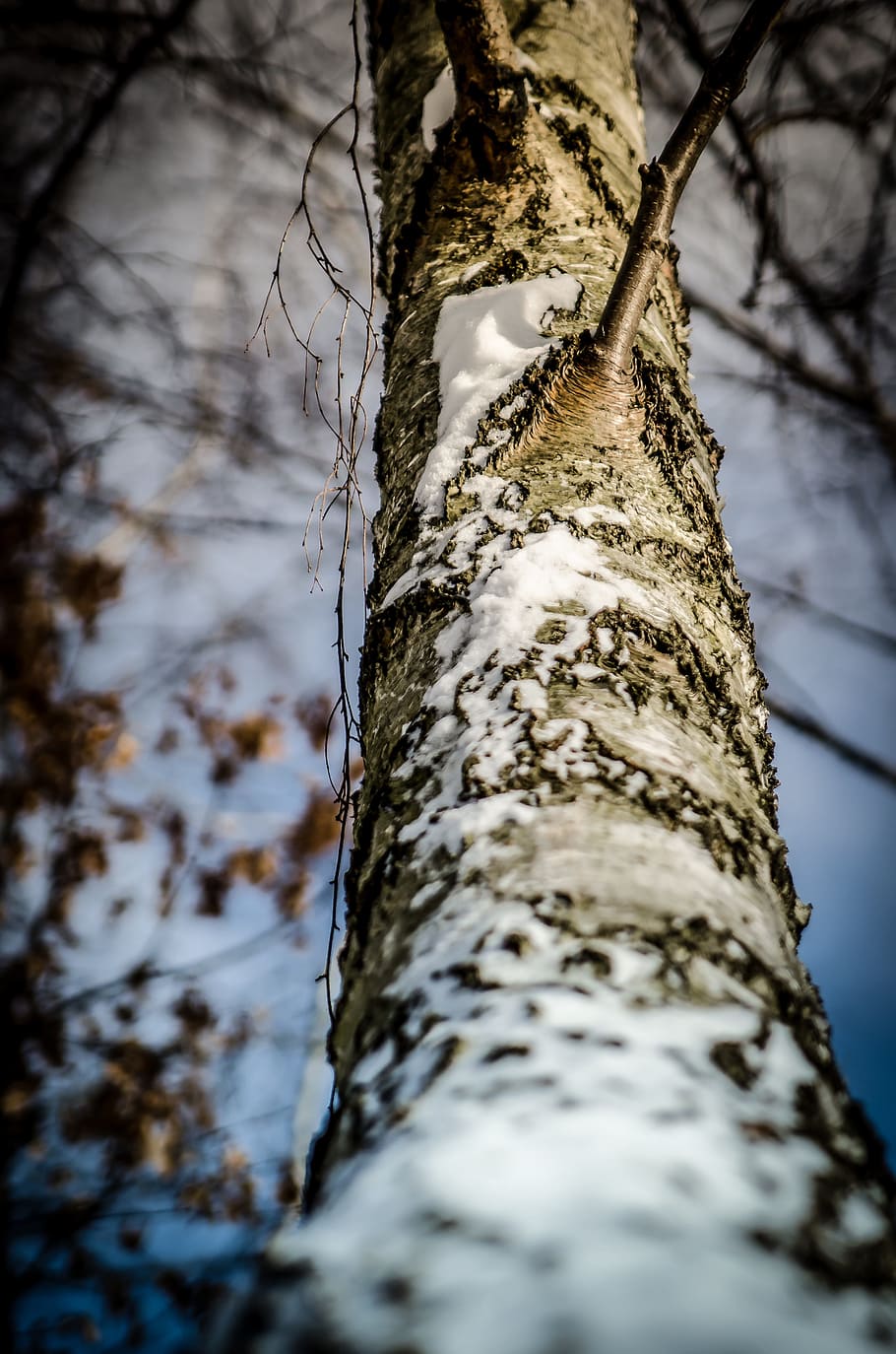 Winter, Snow, Tree, Nature, Birch, forest, branch, tree Trunk HD wallpaper