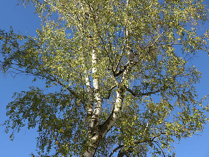 Birch, Tree, Nature, Tribe, autumn, branches, bark, aesthetic HD wallpaper