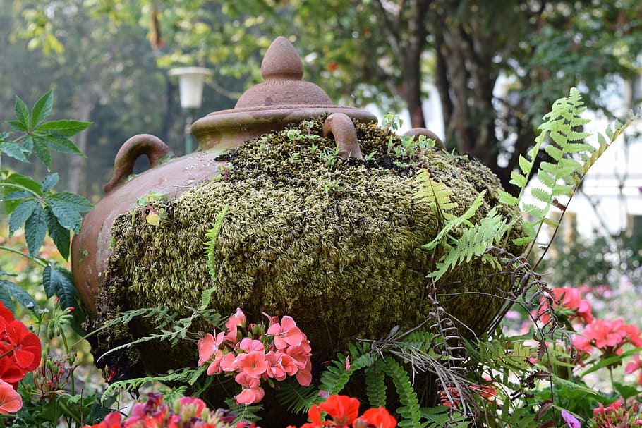 jar, ancient, artifact, plant, growth, nature, day, flower HD wallpaper
