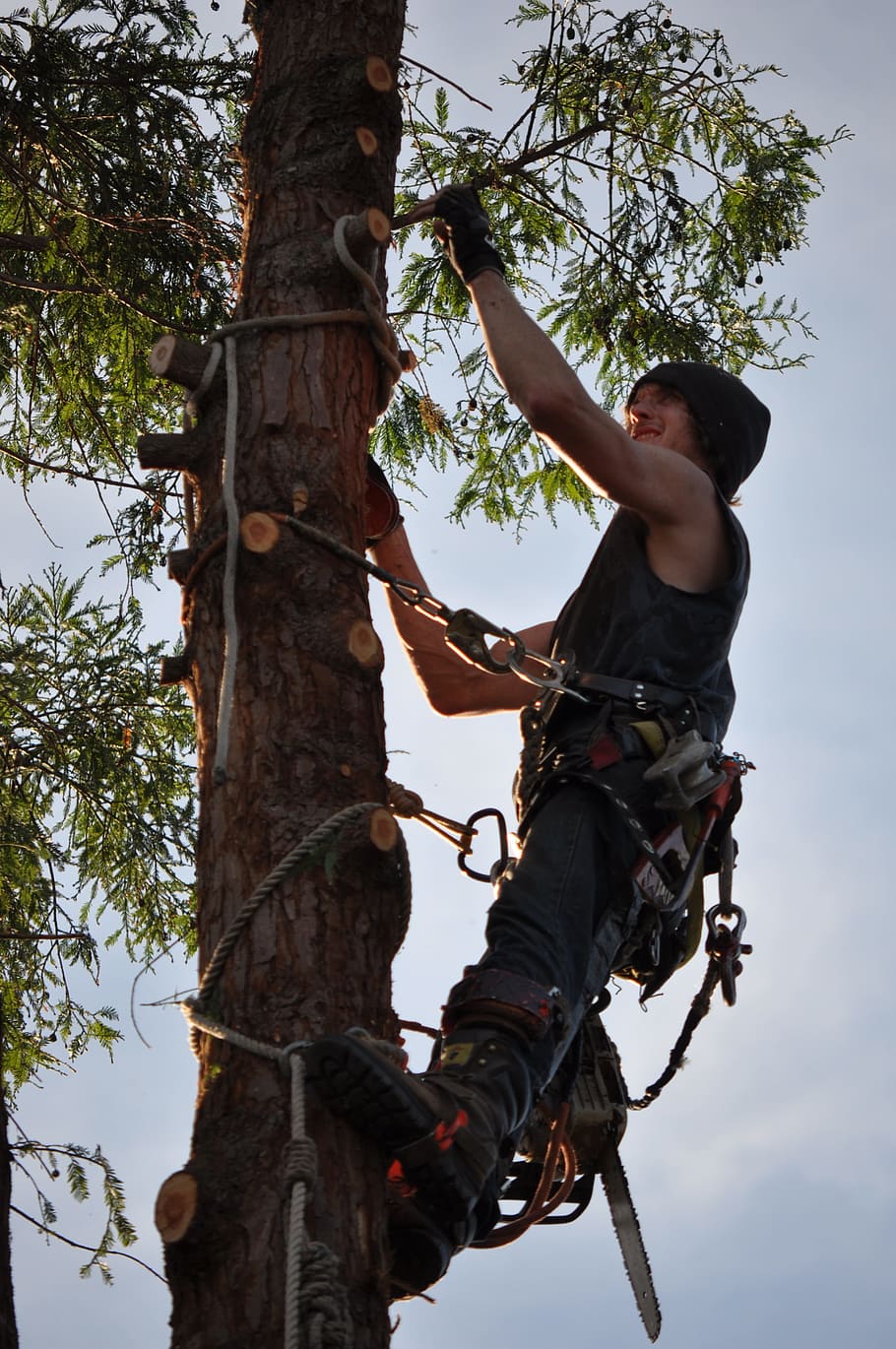 tree climber, chainsaw, man, low angle view, one person, sky HD wallpaper