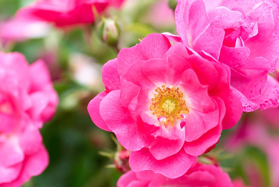 Close, Blossom, rose bloom, flower, roses, pink, pink rose HD wallpaper