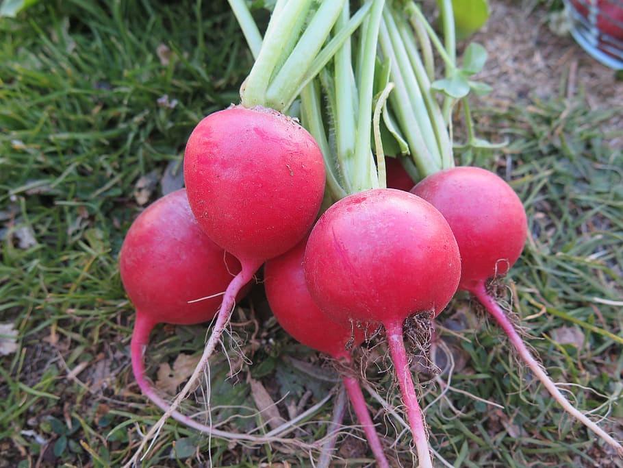 nature, food, root, garden, leaf, beetroot, red, pink, food and drink HD wallpaper