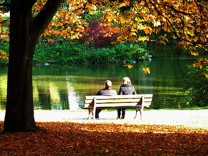 two people sitting on brown outdoor bench, maple leaf, beech leaves HD wallpaper