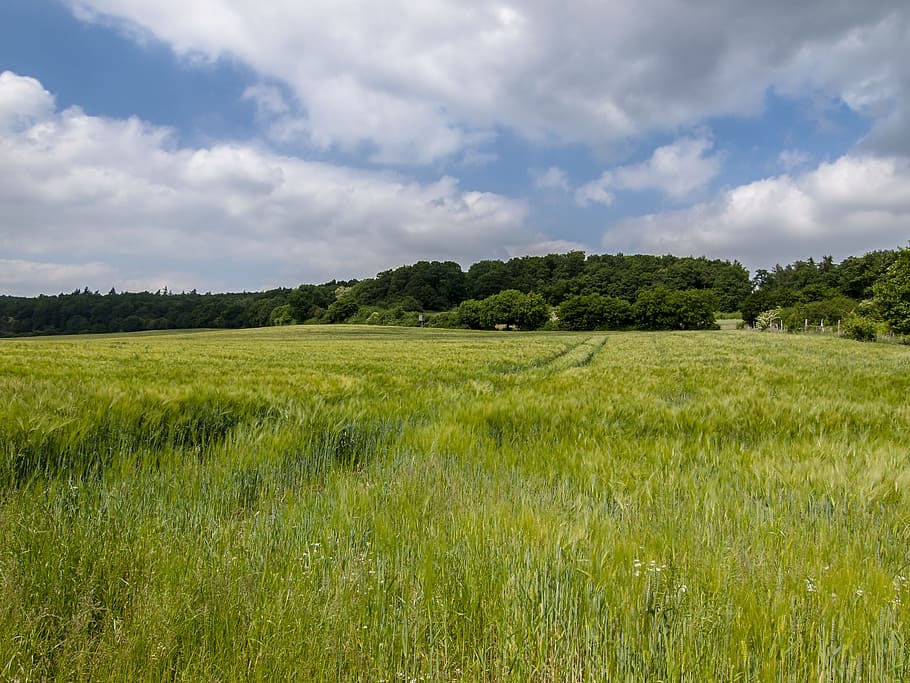 Landscape, Field, Clouds, nature, grass, green color, meadow HD wallpaper