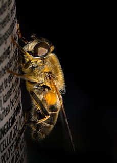 dronefly, macro, insect, face, head, nature, eye, beast, drone-fly HD wallpaper
